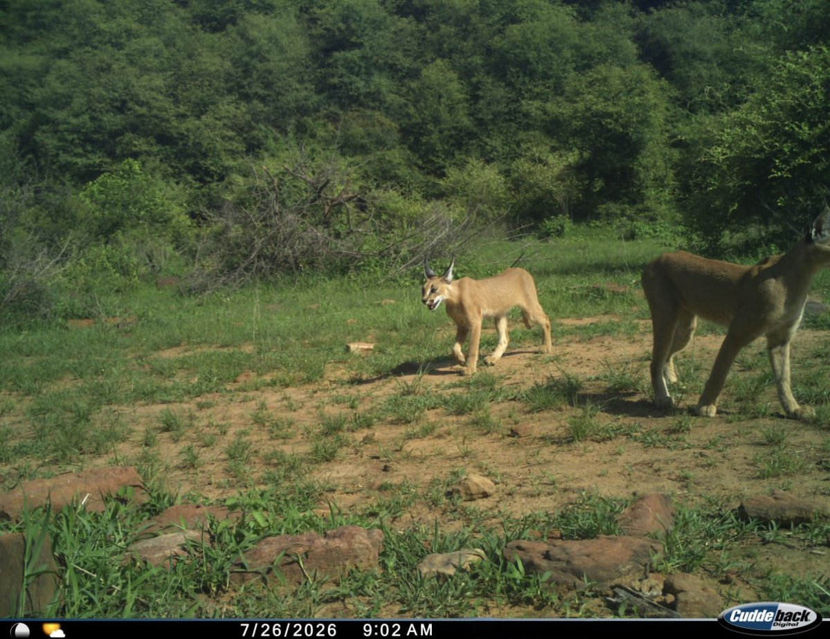 orijeet's tweet photo. Somewhere in Rajasthan, there is a ray of hope. This species needs TLC. A lot of it…
Caracal caracal (Schreber 1776)
#Caracal #carnivore #mesopredator 
@ForestRajasthan @wii_india @moefcc @GobindsagarBha1 @dharmkhandal @rameshpandeyifs @vrtiwari1 @tewari23san @manassingh_ifs @kcaarunprasad @bmbalap