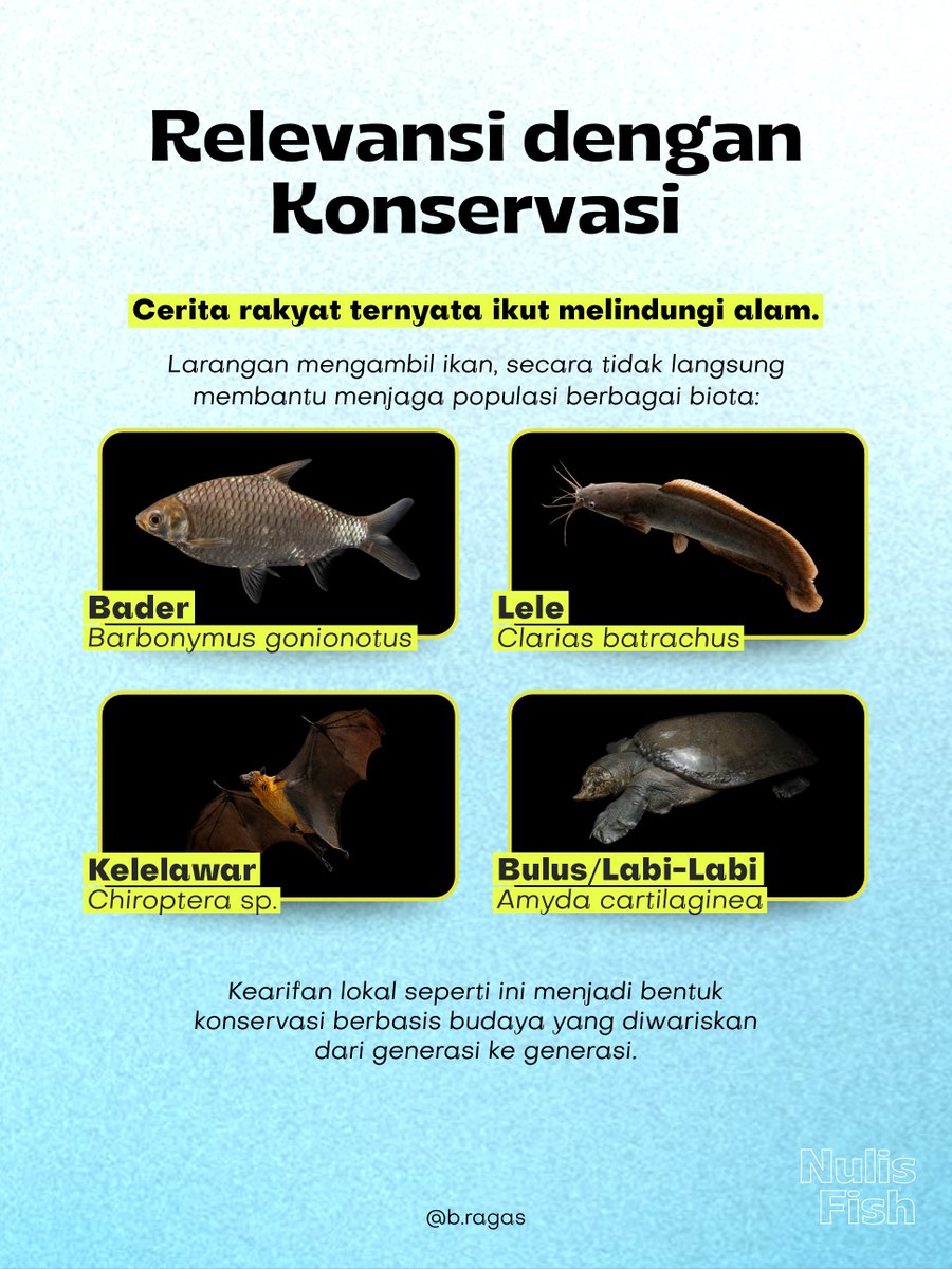 baslightyearrr's tweet photo. Riset ini menunjukkan bahwa kearifan lokal mampu menjadi salah satu bentuk konservasi yang diwariskan lintas generasi. Sehingga, ketika budaya dan sains berjalan berdampingan, kelestarian sumber daya perikanan menjadi tanggung jawab bersama. https://t.co/0HdHVMcUPj
