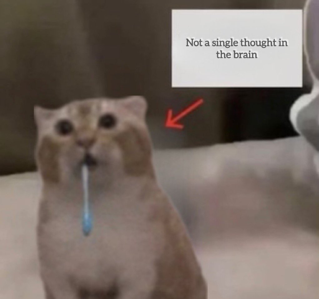 droolingcatCTO's tweet photo. @cat_maxxxed jst drools https://t.co/r7zXcM7eG9