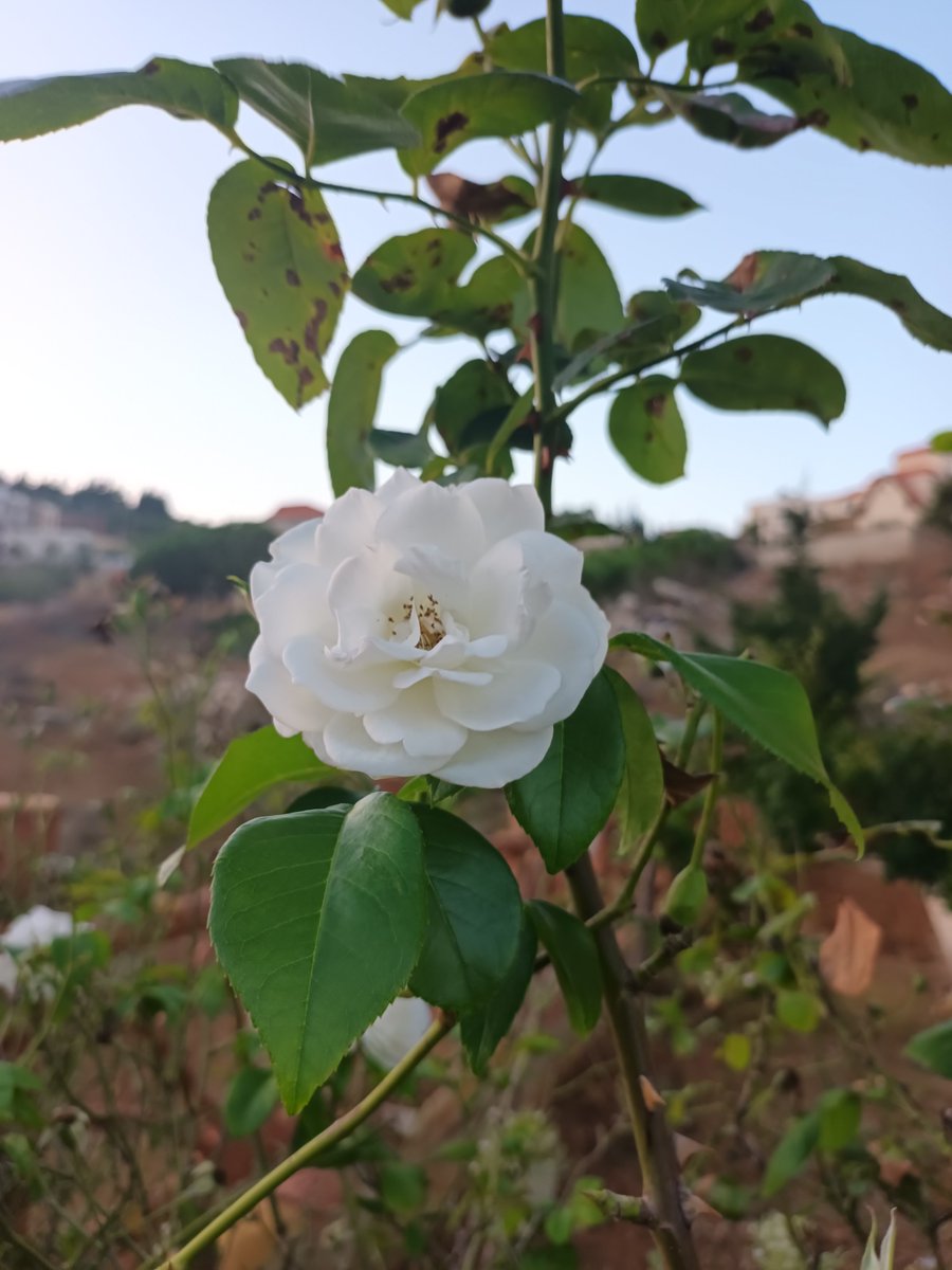 نور سلامة .. tweet media