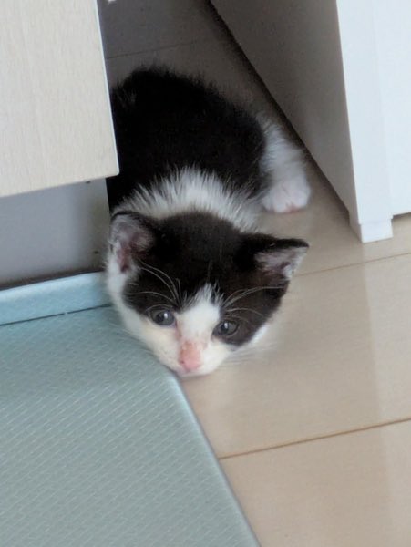 satoya_boshu's tweet photo. 子猫の里親募集しています!
推定0歳1ヶ月
♂・♀ 福岡県

しろくろのハチワレちゃんです
まだ幼い顔つきの子猫です
主張が激しくなくちょっと甘えベタな子です

トイトレ終わってます
ご飯はドライフードです https://t.co/rIb4crnYYB