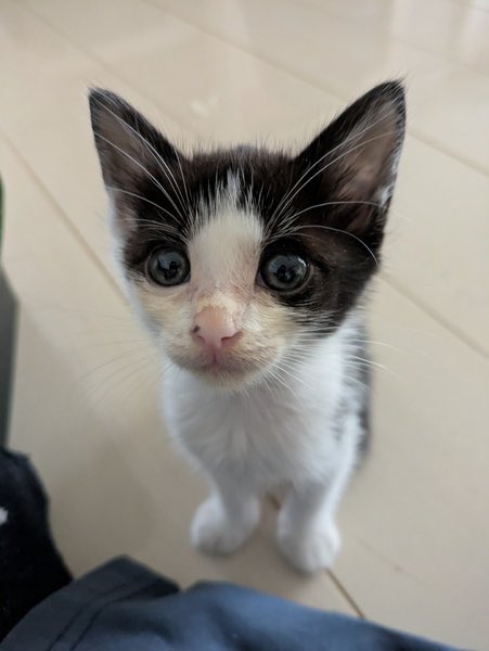 satoya_boshu's tweet photo. 子猫の里親募集しています!
推定0歳1ヶ月
♂・♀ 福岡県

しろくろのハチワレちゃんです
まだ幼い顔つきの子猫です
主張が激しくなくちょっと甘えベタな子です

トイトレ終わってます
ご飯はドライフードです https://t.co/rIb4crnYYB