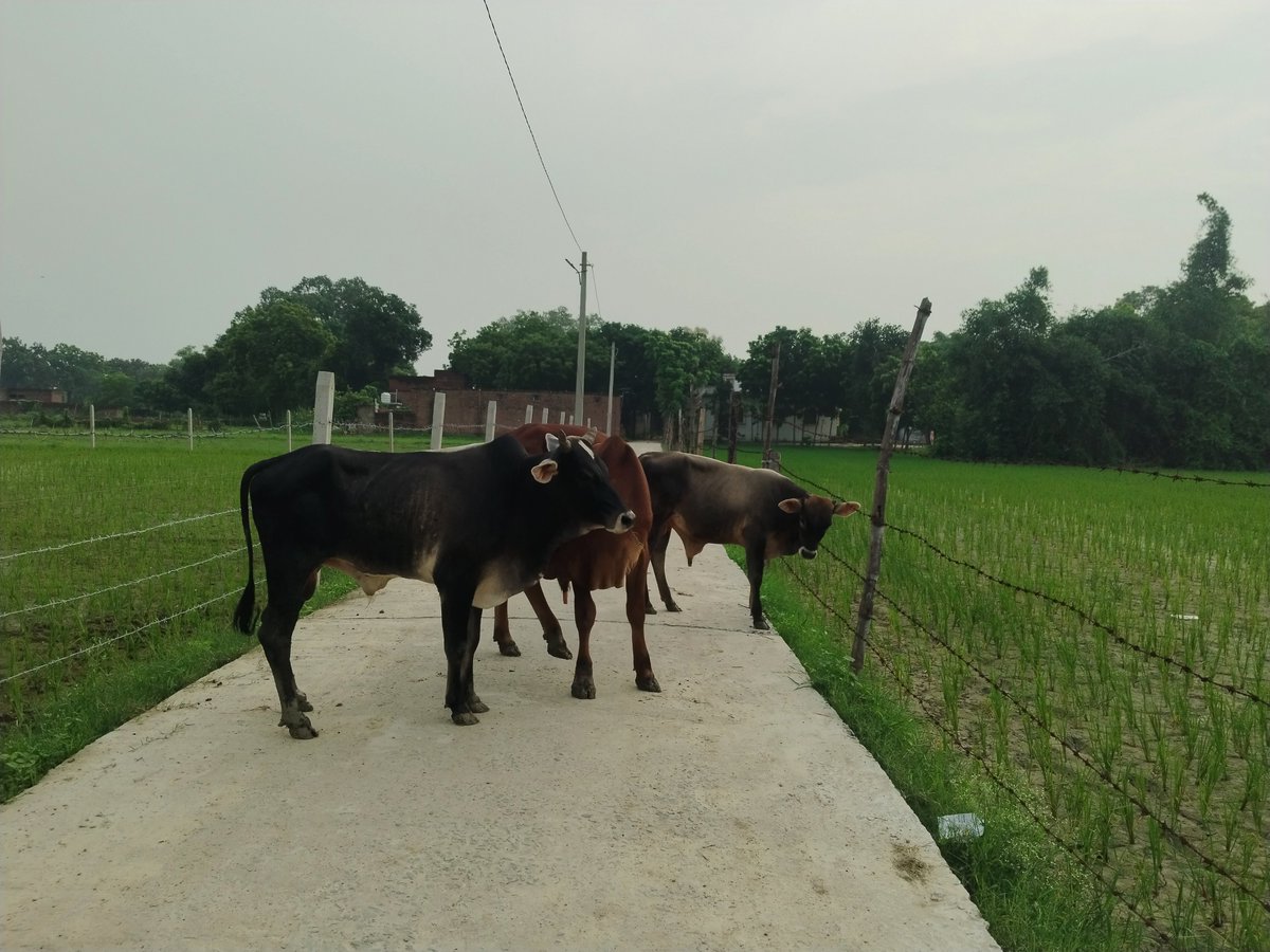 PrateekKumarM11's tweet photo. @myogiadityanath 
@anandibenpatel जी @DMjaunpur किसानो की फसल खा कर के घूम रहे हैं,10 से 15 छुटुआ मवेशी प्रति दिन एक दुर्घटना,कोई किसान मोटा अनाज की खेती नहीं कर पाया है,कोई सुनने को तैयार नहीं है,कृपया मदद की जाए

@Uppolice
@UPGovt
@CMOfficeUP
@UPGovt
#I4C
#अलबेलाजौनपुर https://t.co/qaJGG6fmYy