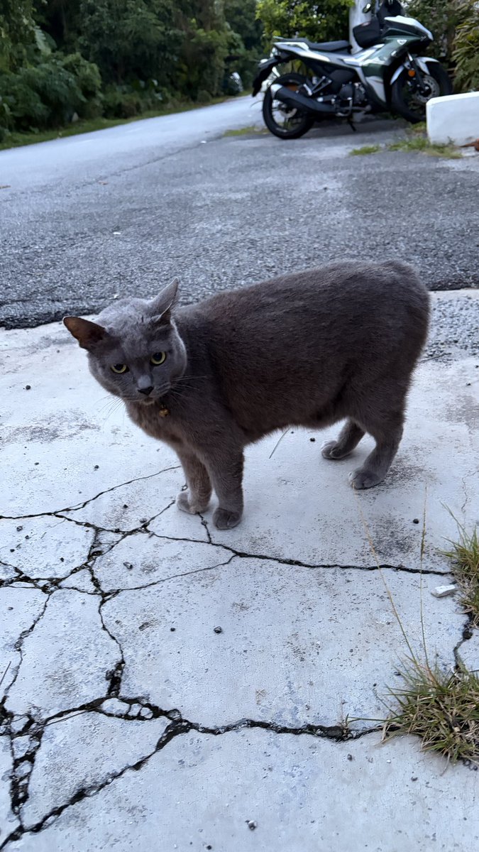 yay_eggs's tweet photo. @feederofcats Ahhh this is my Graybie! Never heard of any other grey cat named this 🩷 https://t.co/Yjp8d1fUE2