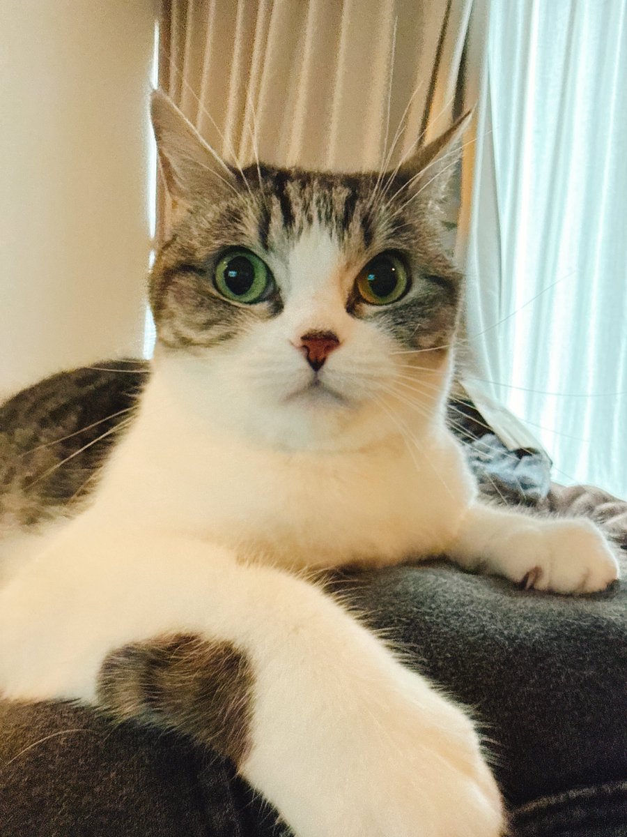 eoheoh_out's tweet photo. きょうのねこ https://t.co/EWziCwWXXt