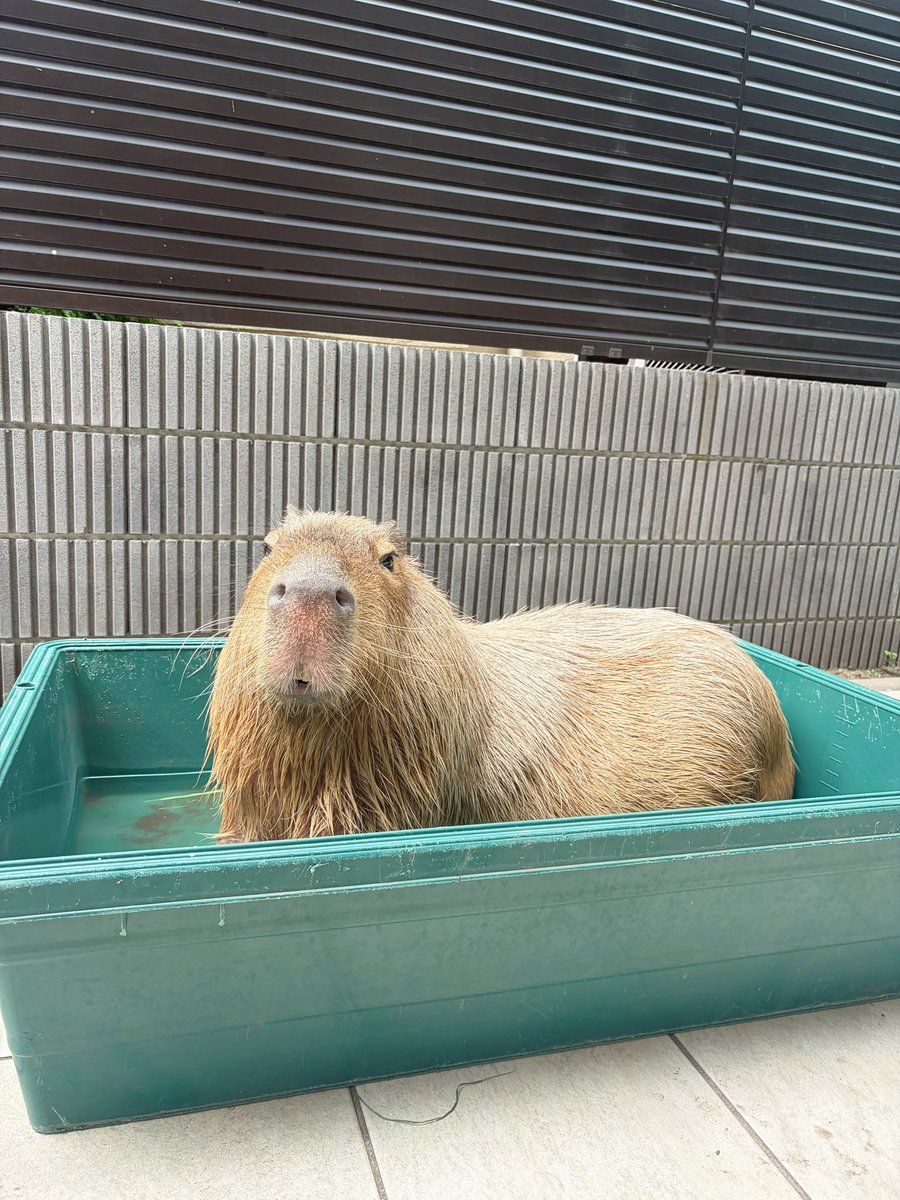 capyvillage's tweet photo. 何か言いたげなとんちゃん☺️

本日、半休日ですので13:30以降は会員様のみご利用可能です。一般の方はご利用できかねますので、〜13:00までにお越しください。

#カピヴィレッジ #capyvillage #カピバラ #capybara https://t.co/SY9lalOjuC
