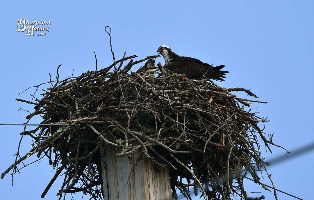 SharpshotNature's tweet photo. Sharpshot Nature .Com 01515-tod-032580 Osprey 
#sharpshotnature #bird #osprey #birdofprey #birdnest #nest #sky #summer #nature #naturephotography #wildlife #wildlifephotography #photography https://t.co/NqqSt6cxXS