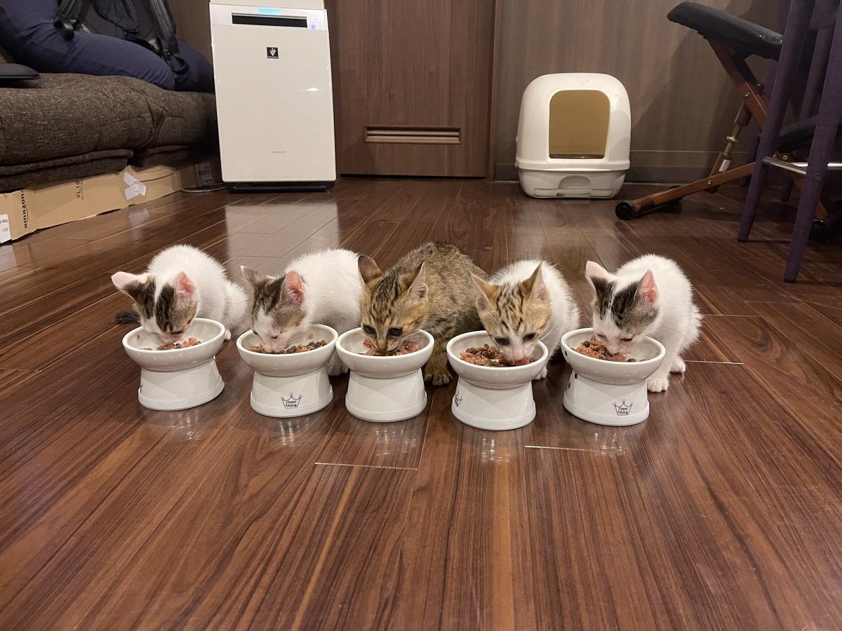 neko_fudosan's tweet photo. 外で猫風邪を引いていた5匹の子猫を保護
　↓
職場でお世話し里親さんへ
　↓
なんやかんや計36匹の猫を保護し譲渡
　↓
猫と暮らせる住まいの少なさに気づく
　↓
元々やっていた建設業と不動産業の知見を猫のために
　↓
建築の力で幸せな猫を増やす(ｲﾏｺｺ) https://t.co/assSfPN9Kc