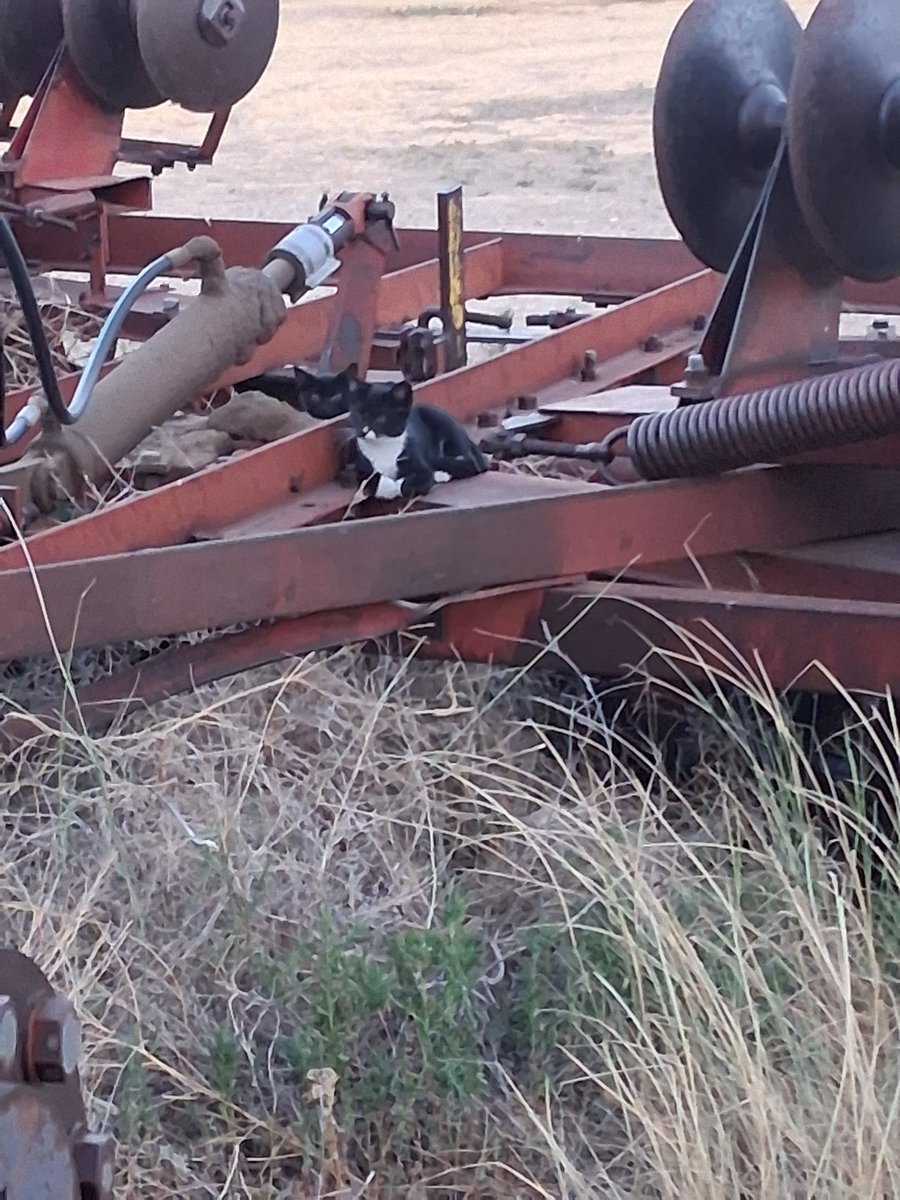 Jessica50361568's tweet photo. #barncatchat https://t.co/AFavepPYm1