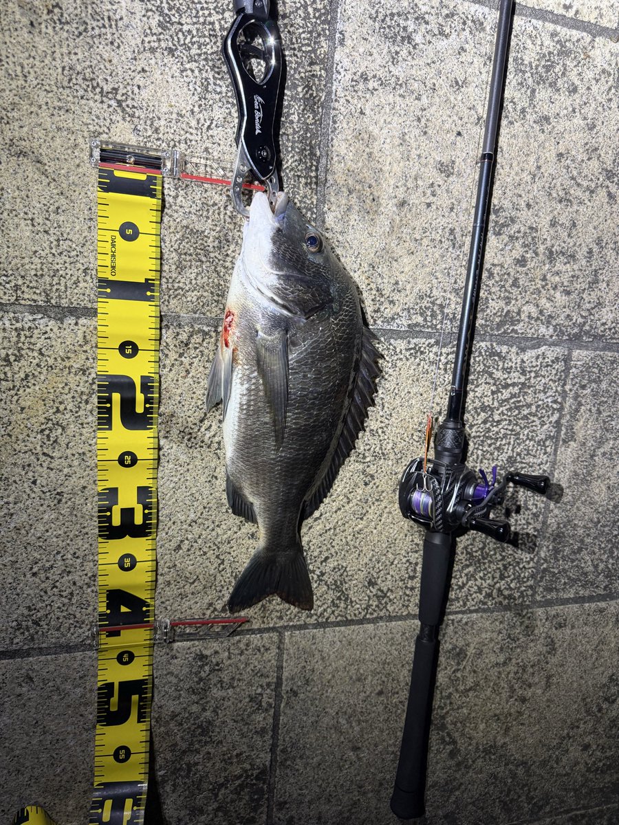 fishkazuking's tweet photo. 久々に最高だった！
下げ始めから時合いはじまって、毎投当たり、2投に1回は魚がかかるという大忙し！
楽しかった🤩🤩
その① https://t.co/3KnHLwv7ms