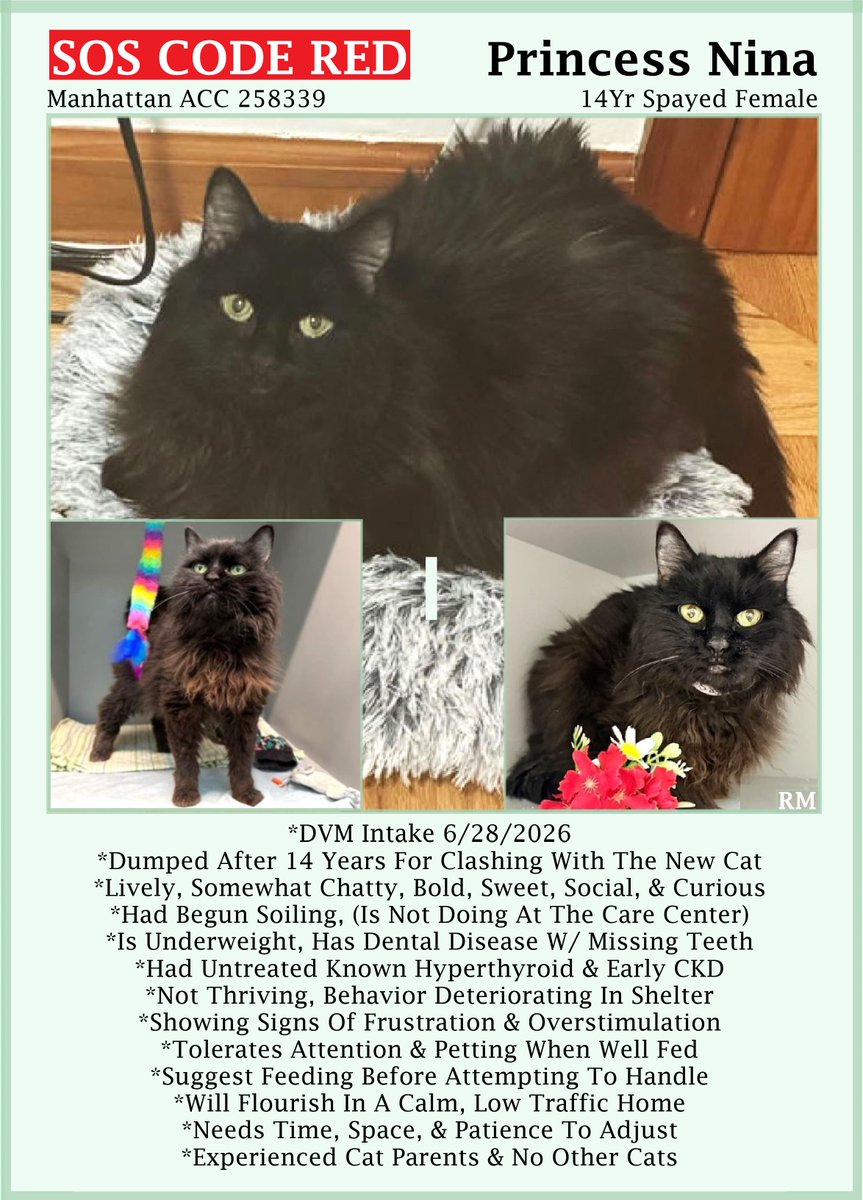 sachikoko's tweet photo. 🆘CODE RED🆘TBK TUE 7/28/26🆘🙏🏾PLZ SHARE🆘
🙏🏾PLZ #PLEDGE 2 SAVE MY LIFE
💘Sweet 14YO #Senior Black Kitty "PRINCESS NINA"💘
😿💔Dumped 4 Behavior, Not Thriving In Shelter
🚨Needs #Adoption #Rescue #Foster🚨
▶258339 https://t.co/3vGbc8YIf4
🙏🏽#AdoptDontShop
#Manhattan #NYCACC #Cat https://t.co/XZxD9ZaMKQ