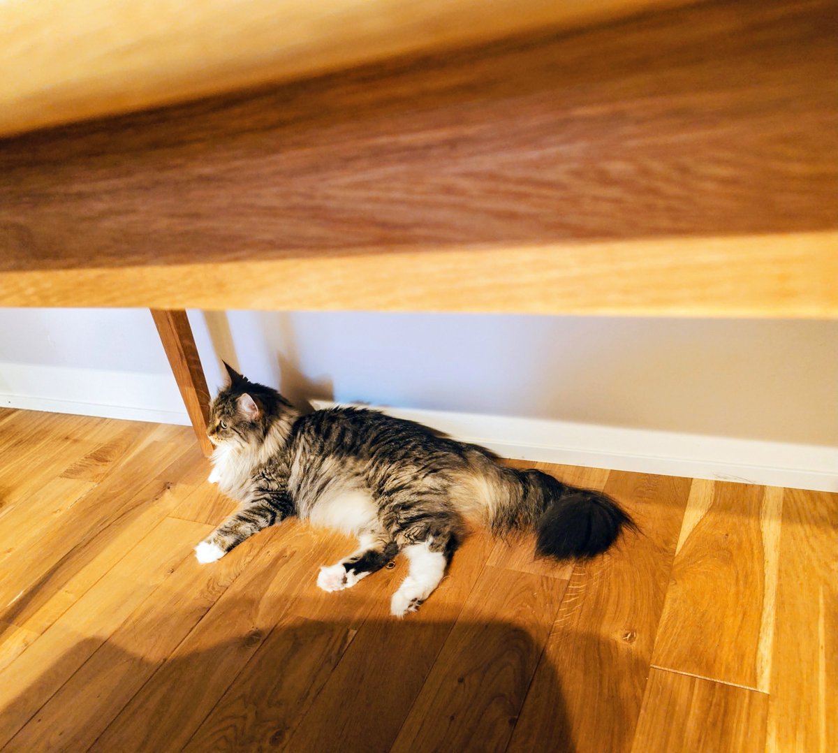 kanikama710's tweet photo. ⛈️雨と雷の音が苦手なルナちゃん😿
ニャルソックはお休み中

＃猫のいる暮らし https://t.co/wrGFZ0Ag7u