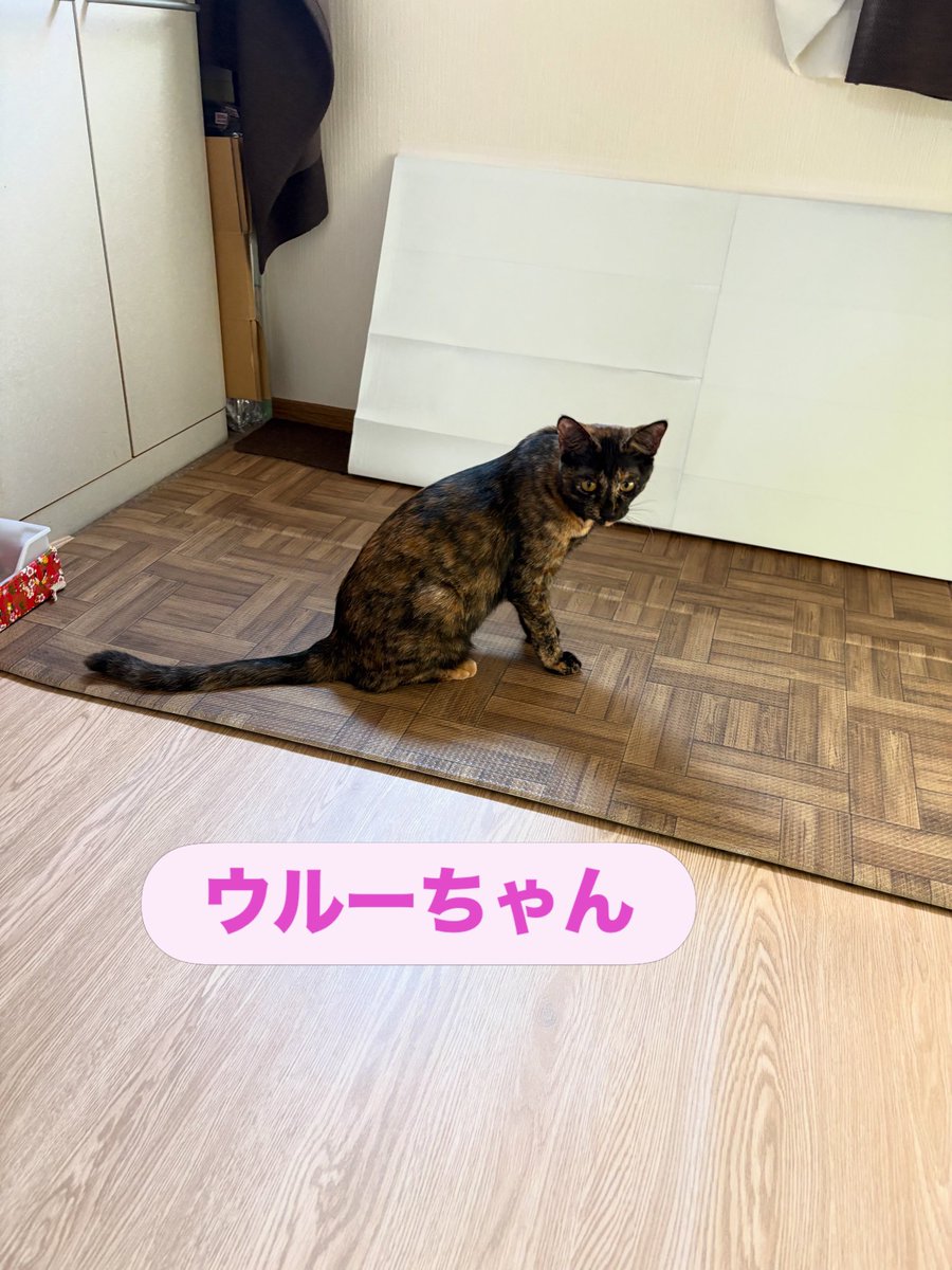 soineko_cat's tweet photo. ウルーちゃんシッティング報告🐈‍⬛

久しぶりに会ったウルーちゃん🐱💕

元気いっぱいにご挨拶してくれて、知育おもちゃにも一生懸命チャレンジ！
転がしたり噛んで落としたりと工夫しながら、最後の1粒まで見事にゲット👏✨

頑張る姿に私も思わず応援してしまいました😊 https://t.co/2n2PN1iMlv