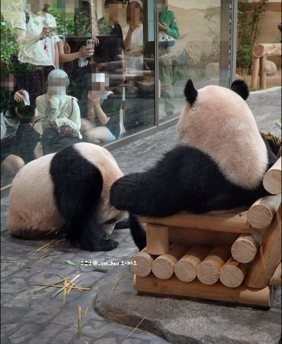 大熊猫