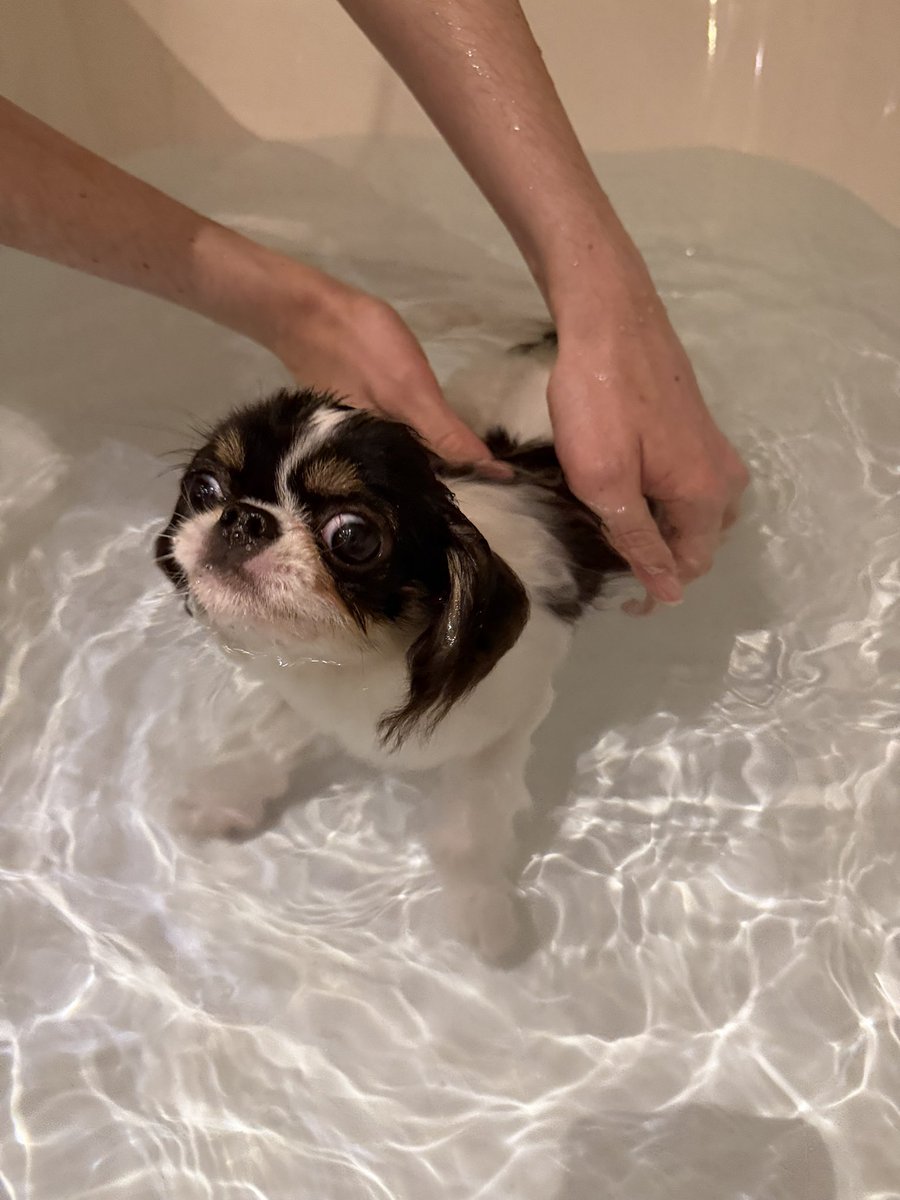 Kinuthechin's tweet photo. お久しぶりワン🐶 https://t.co/zzd7wFku0f