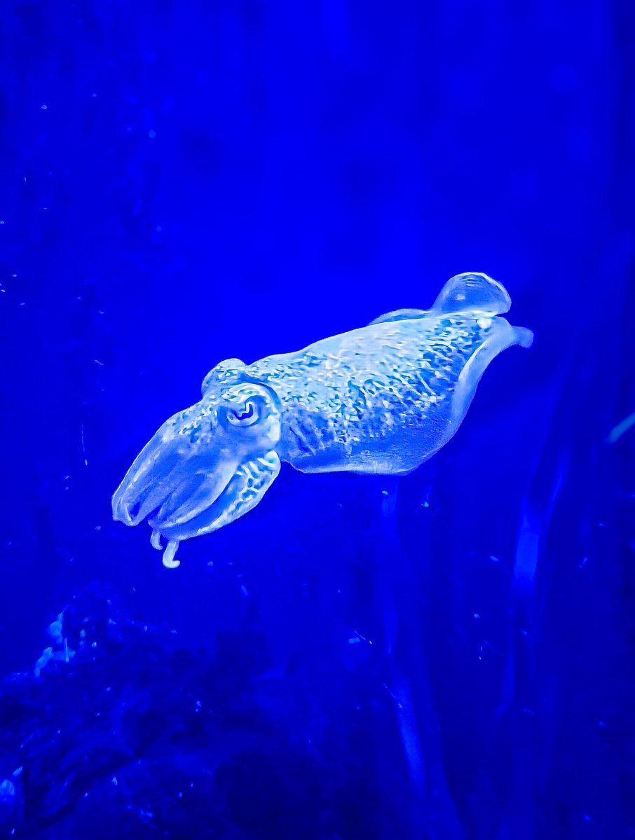 dinobreezy's tweet photo. Goodmorning everyone ☕️ Have a great Monday with the Common Cuttlefish (Sepia officinalis), in Dutch 🇳🇱 Zeekat 🦑

#GoodMorningX #MondayMotivation 
#cuttlefish #sepiaofficinalis #zeekat #pairidaiza #GKNfotografie https://t.co/H9ORPjEWGS