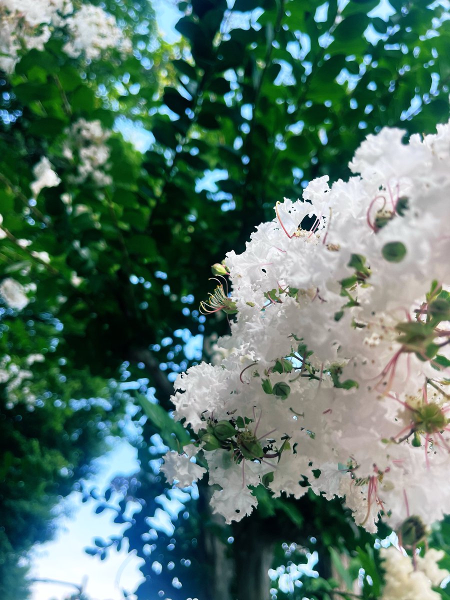 JsGR1En1ul967's tweet photo. 辛い時は花をお守りに。という言葉を聞いてその人のために毎日上げていたものの一部。 https://t.co/UM7KHGjLxH