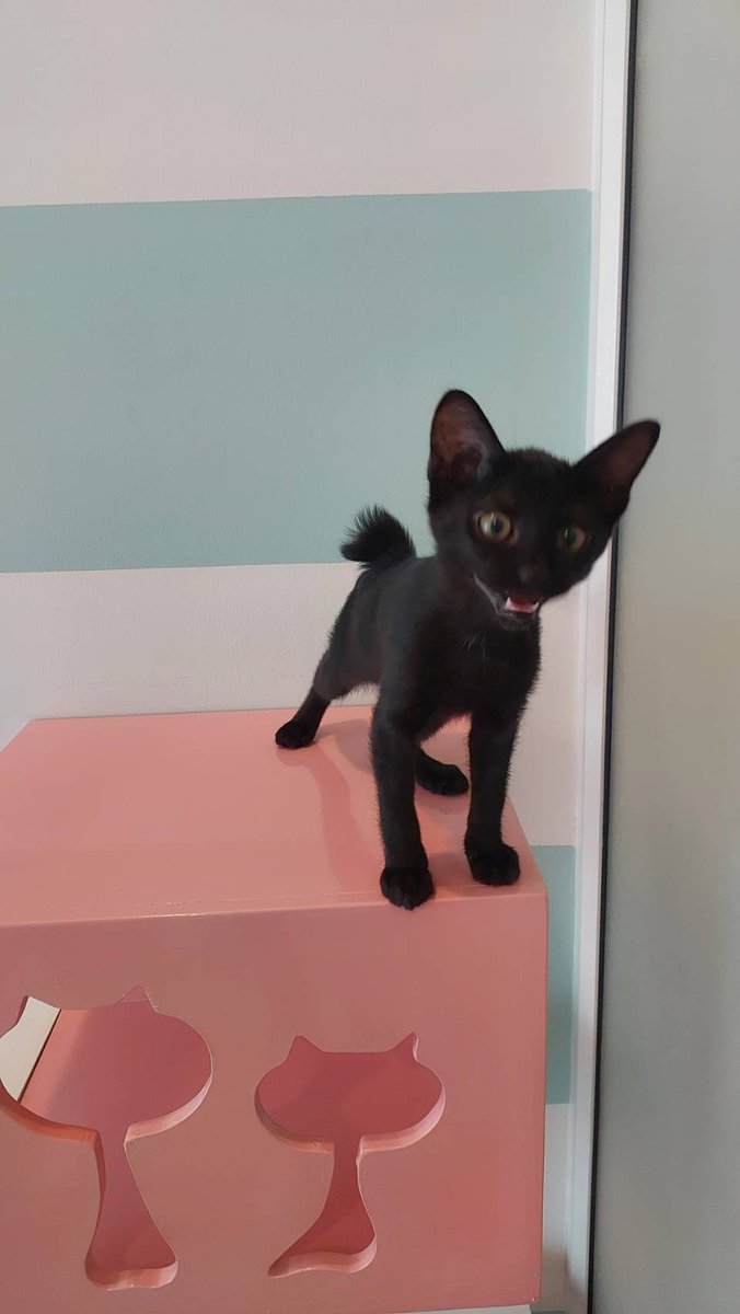CatsterClub's tweet photo. 🏠 หาบ้านให้น้องแมว 🏠 (ฝากประกาศ)

แมวที่หาบ้าน 5 ตัว
1. แม่แมวเป็นแมวจร อายุประมาณ 1 ปีครึ่ง เคยอุ้มท้อง+พามาคลอดและอาศัยอยู่รพ. ปัจจุบันรอหาบ้านอยู่ในโรงแรมแมว 
นิสัยขี้อ้อน ทำหมันแล้วต้นกค 69
แมวไทย
มีลูก 4 ตัว ชาย 2 หญิง 2 ลูกๆอายุ 3 เดือนเต็ม ปลายกค 69 นี้
ทุกตัวสุขภาพดี ร่าเริง ได้วัคซีนตรวจโรคแล้ว ไม่มีเอดส์ ลิว และโรคอื่นๆ มีสมุดวัคซีน

2. ตัวลูก เพศชาย สีดำ 
3. ตัวลูก เพศชาย สีดำ มีสีขาวที่คอเล็กน้อย

อายุ 3 เดือนเต็ม ปลายกค 69 นี้

Story : 
เจ้าของเคสรอลูกแมวโตประมาณ 3 เดือน เพื่อให้ได้อยู่กับคุณแม่่ของเขา ได้เวลาเหมาะสมแล้วจึงอยากประกาศหาบ้านค่ะ เนื่องจากเจ้าของเคสมีแมวจรหลายตัวที่เลี้ยงในบ้านอยู่แล้วและไม่สามารถรับน้องทุกตัวมาได้ทั้งหมดค่ะ

ขอคัดผู้รับไปเลี้ยง : 
- ระบบปิด 100% 
- เจ็บป่วย รักษาแมวให้วัคซีนประจำปี
- สามารถอัพเดทแมวกันได้ตลอดอายุขัยแมว 
- คัดแยกเพศตอนเลี้ยง (ถ้าผู้รับเลี้ยงมีแมวอยู่แล้วที่ไม่ได้ทำหมัน) จนกว่าอายุ 5 เดือน 
- เจ้าของเคสจะจ่ายค่าทำหมันให้ 

พิกัด ศรีนครินทร์
โทร 063-415-2969

ใครสนใจรับดูแลติดต่อหาเจ้าของได้เลยนะคะ หรือ ช่วยกันรีกระจายข่าวก็ได้ค่า มาช่วยกันหาบ้านอันอบอุ่นให้น้องกันนะคะ