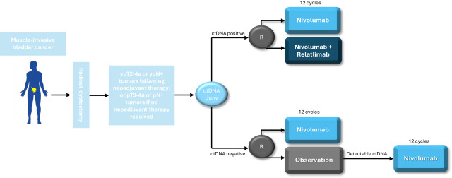 drenriquegrande's tweet photo. ⚡️ Adjuvant therapy after cystectomy in MIBC: cisplatin remains standard for eligible patients with high-risk pathology. Two ICIs have shown meaningful DFS benefit.

But the field is moving toward ctDNA-guided strategies. IMvigor011 and MODERN will define what comes next.

https://t.co/EVs6YsDV9z

#BladderCancer
