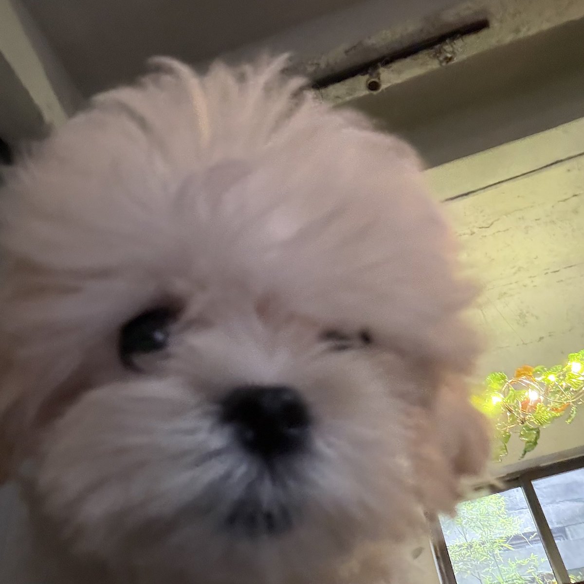 wangxiguaa's tweet photo. omg new family member it’s a girl <3 not sure if this doggie will be in shanghai with them or stay in suzhou https://t.co/XTen2xNkj3