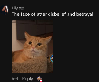 MayuriSolss's tweet photo. GUYS I FOUND PERFECT CAT RUNNER FOR THIS META:
https://t.co/nFytgYiEYa

The reason DOGE was viral because of its emote, THIS CAT HAS ITS OWN EMOTE LIKE DOGE

It's literally viral on every social media platform:
https://t.co/Re9zOFmlrc
https://t.co/rDi8vs4nWT
https://t.co/2GyD6eN8mm

SEND PENNY TO A PENNY