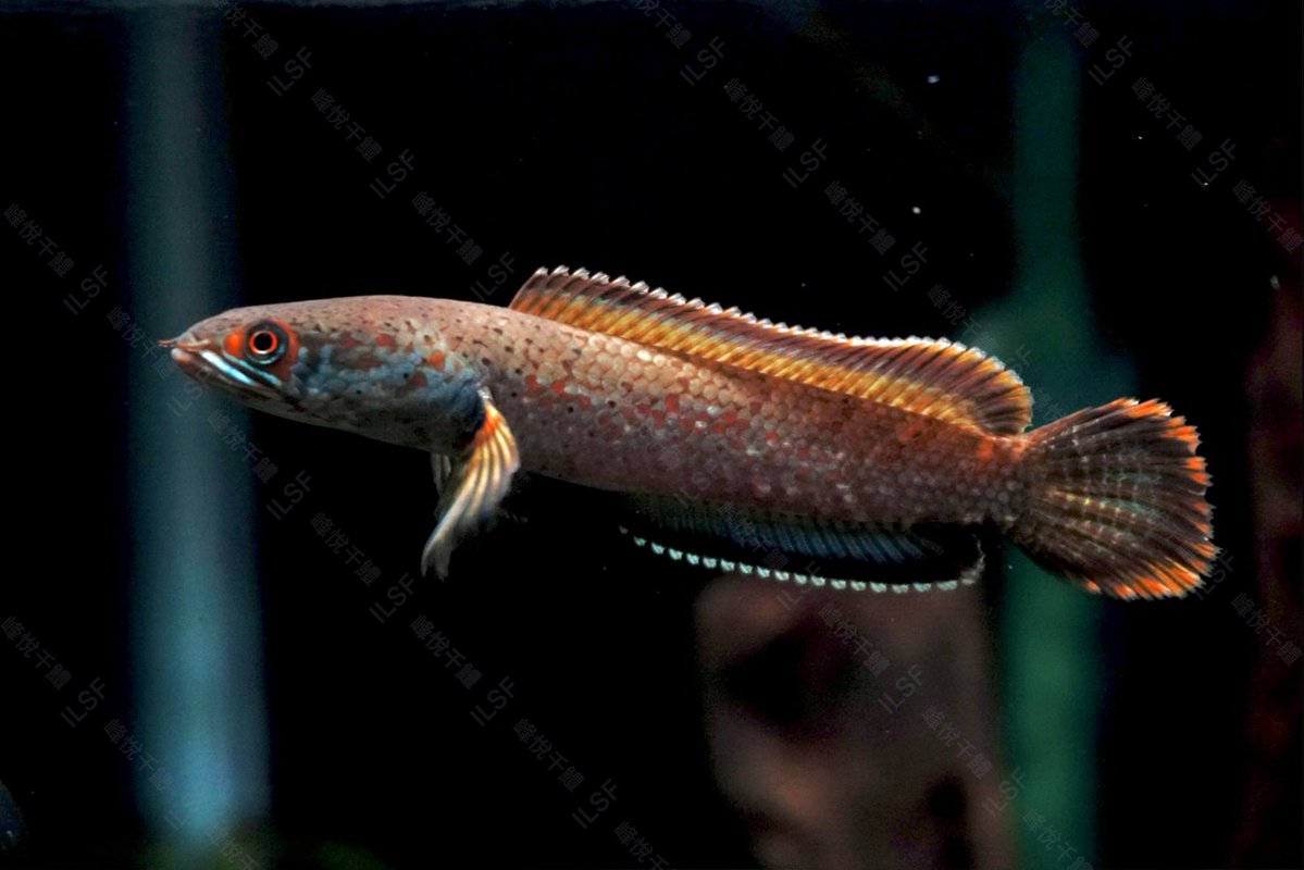 ilsf_x's tweet photo. Channa pyrophthalmus(Britz &amp; Tan &amp; Rüber, 2024)

2025/5/30 https://t.co/Ox7VM5uqwX
