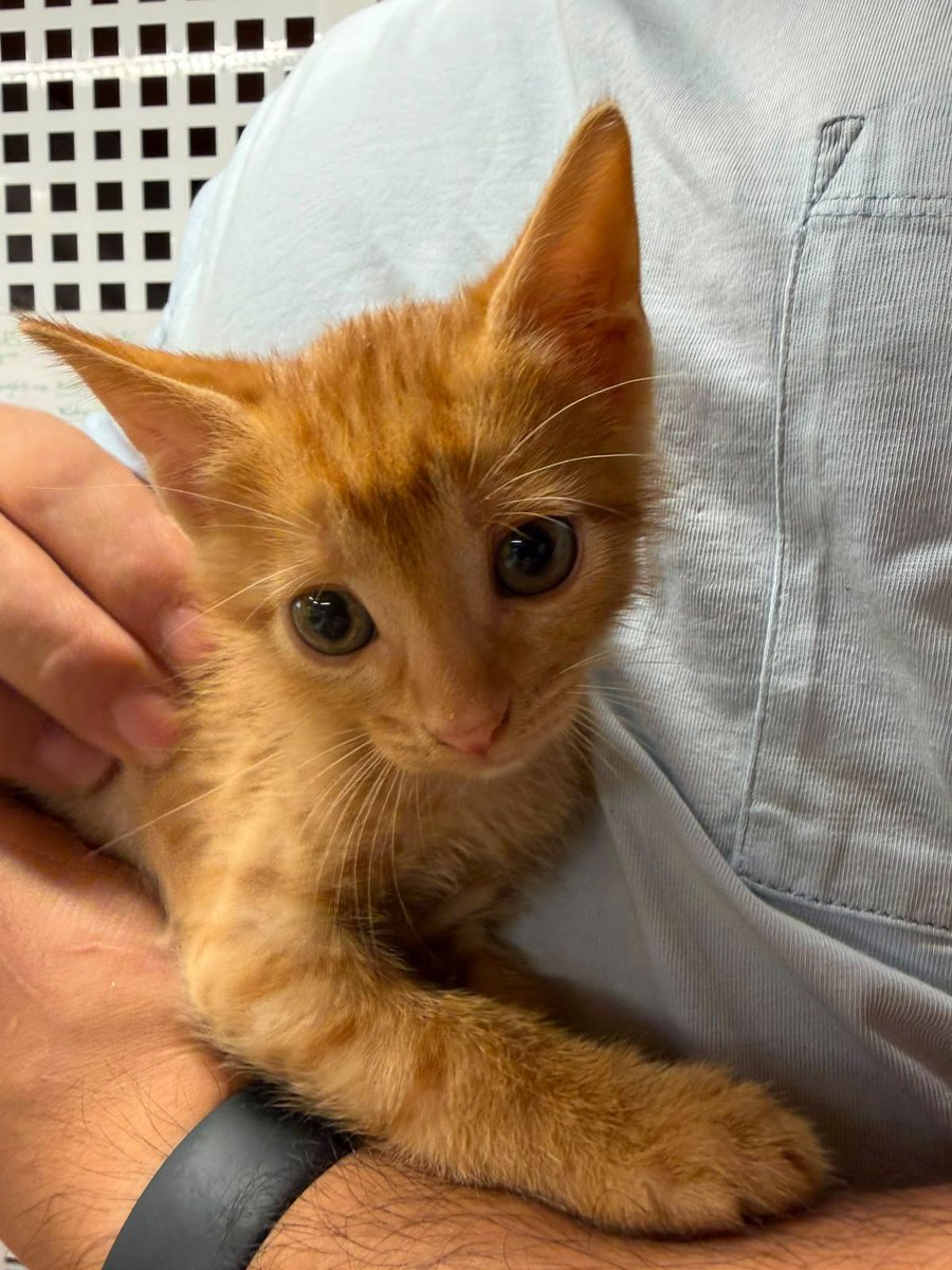 f_lo_morant's tweet photo. JACK EN ADOPCIÓN! Es un bebé de 1 mes y medio que no puede ser más bonito. Le encanta estar con gatos. Ya come solito y usa el arenero. Está en Alicante pero puede viajar.

Si estás interesado en adoptar a JACK, escríbenos por redes sociales o contacta al:

655 44 15 14 Ainhoa https://t.co/rtscM30SLP