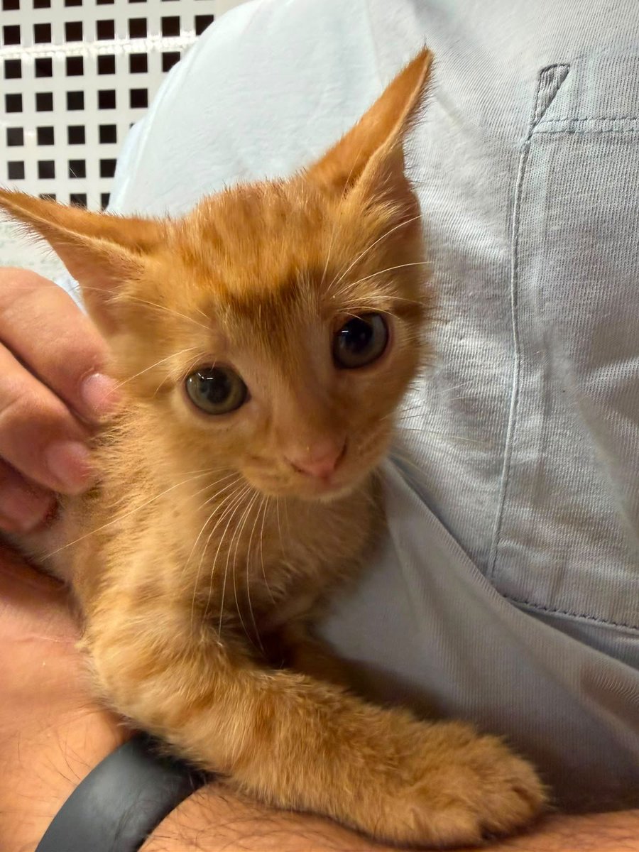 f_lo_morant's tweet photo. JACK EN ADOPCIÓN! Es un bebé de 1 mes y medio que no puede ser más bonito. Le encanta estar con gatos. Ya come solito y usa el arenero. Está en Alicante pero puede viajar.

Si estás interesado en adoptar a JACK, escríbenos por redes sociales o contacta al:

655 44 15 14 Ainhoa https://t.co/rtscM30SLP