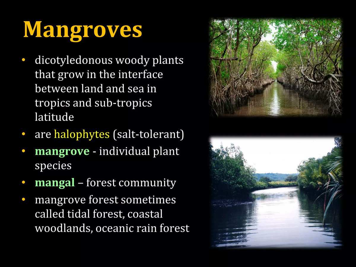 InfoGujcost's tweet photo. #Mangroves are Gujarat's green shield along the coast!

These remarkable forests protect shorelines from erosion, reduce the impact of storms, store significant amounts of blue carbon, and provide vital habitats for diverse #marine species. 

They also support fisheries, strengthen #coastal livelihoods, and enhance climate resilience. 

Through #restoration, scientific management, and active community participation, Gujarat continues to conserve and expand its #mangrove ecosystems, ensuring healthier coasts, thriving biodiversity, and a more sustainable future for #generations to come.