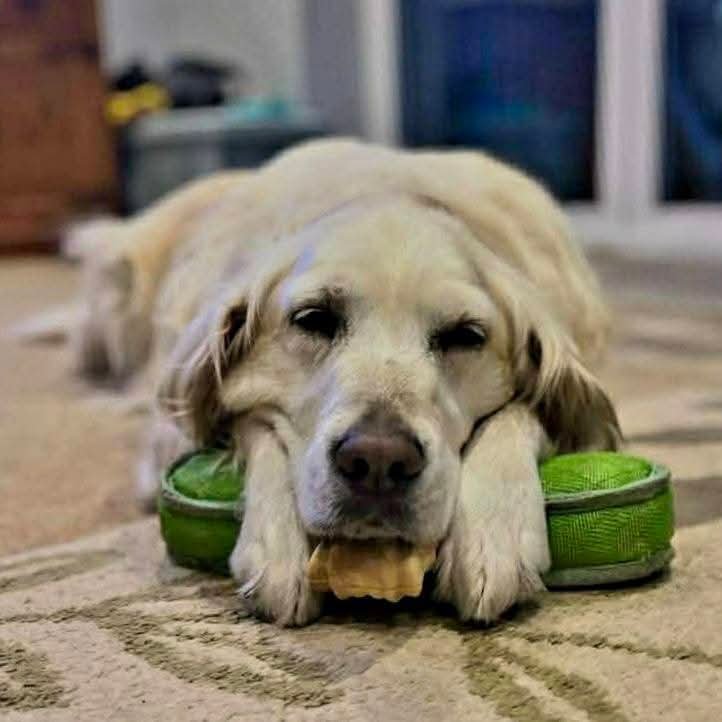 SCD_Rescue's tweet photo. ❤️ BARNEY IS LOOKING FOR A FOSTER OR FOSTER WITH A VIEW TO ADOPT❤️

Sadly, his family recently had to make the incredibly difficult decision to find him a new home. This was not a choice they ever took lightly, they have always put Barney's welfare first and would never have considered rehoming him if circumstances had been different. As he's now an older gentleman, their only wish is for him to enjoy a calm, settled life where his needs can be fully met.

Barney was then welcomed into a wonderful home with an older couple but unfortunately, due to an unexpected medical diagnosis for one of the adopters and a natural decline in their mobility and day-to-day abilities, they have had to make the heartbreaking decision that they can no longer provide Barney with the level of care he deserves. This decision was made with great sadness and love, and was in no way a reflection of Barney himself, they simply wanted to ensure that his later years are spent in the best possible environment, with the comfort, stability, and care he truly deserves.

Barney was then adopted by another couple but unfortunately Barney struggled to settle fully and was ultimately returned to kennels after just two months. Full details provided to applicants.

Barney's inability to settle in this home could well have been due to the recent upset and confusing changes he had experienced as well as a very painful ear infection that had gone undiagnosed until he arrived at kennels. He has now seen the vet, had a course of antibiotics and is back to full health.

Barney would thrive in a calm home with a consistent routine. He enjoys having his own space, but when invited, he wholeheartedly believes he's a lap dog and will happily soak up affection with quiet joy.

At home, Barney is generally wonderfully settled and easy to live with, he is comfortable with many aspects of day to day life in a family and a home environment. He loves the quiet life and is content to snooze for much of the day, balanced with his daily walks and gentle adventures. He is fully house trained, very polite indoors, does not jump up, does not attempt to go upstairs or get on furniture, and is generally very quiet, rarely barking at all.

Out on walks, Barney often surprises people with his puppy-like enthusiasm. He enjoys meeting other animals and greets them with curiosity and excitement. Despite being nearly 10 years old, nobody ever believes his age, he still has plenty of energy on walks and many good years ahead of him.

Barney does not cope well in busy or overstimulating environments such as pubs or crowded areas, but he is calm, relaxed, and content in a peaceful home setting where life is predictable and unhurried.

He can show some degree of resource guarding around food, toys and spaces, however this is generally well managed and has only ever been evident around humans and not other animals. He currently lives happily with cats and has always been respectful and calm around them.

Barney is absolutely fine being left for a few hours during the day. He settles well, shows no signs of separation anxiety, and does not chew or destroy furniture, making him very relaxed and reliable in the home.

Barney has no known health issues. His vaccinations were last done in May 2026.

Barney is a loving, gentle boy with so much to give. Like many dogs, he has his challenges, but with understanding, patience, and the right environment, he will truly shine.

We believe that Barney would be happiest in a quieter home, where he can enjoy lots of dog focused one-to-one time, stability, and all the love he deserves for the rest of his years. If you are looking for a calm, affectionate companion who will fit beautifully into a peaceful home, Barney could be the perfect match.