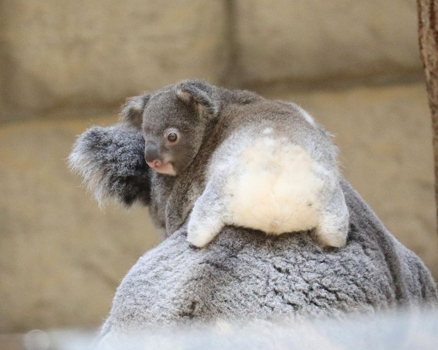 higashiyama5555's tweet photo. コアラの赤ちゃんのお尻は白くてふわふわ🐨

りんともなか親子🐨
（定期作業）
＃東山動植物園　＃コアラ https://t.co/K6axphppmE