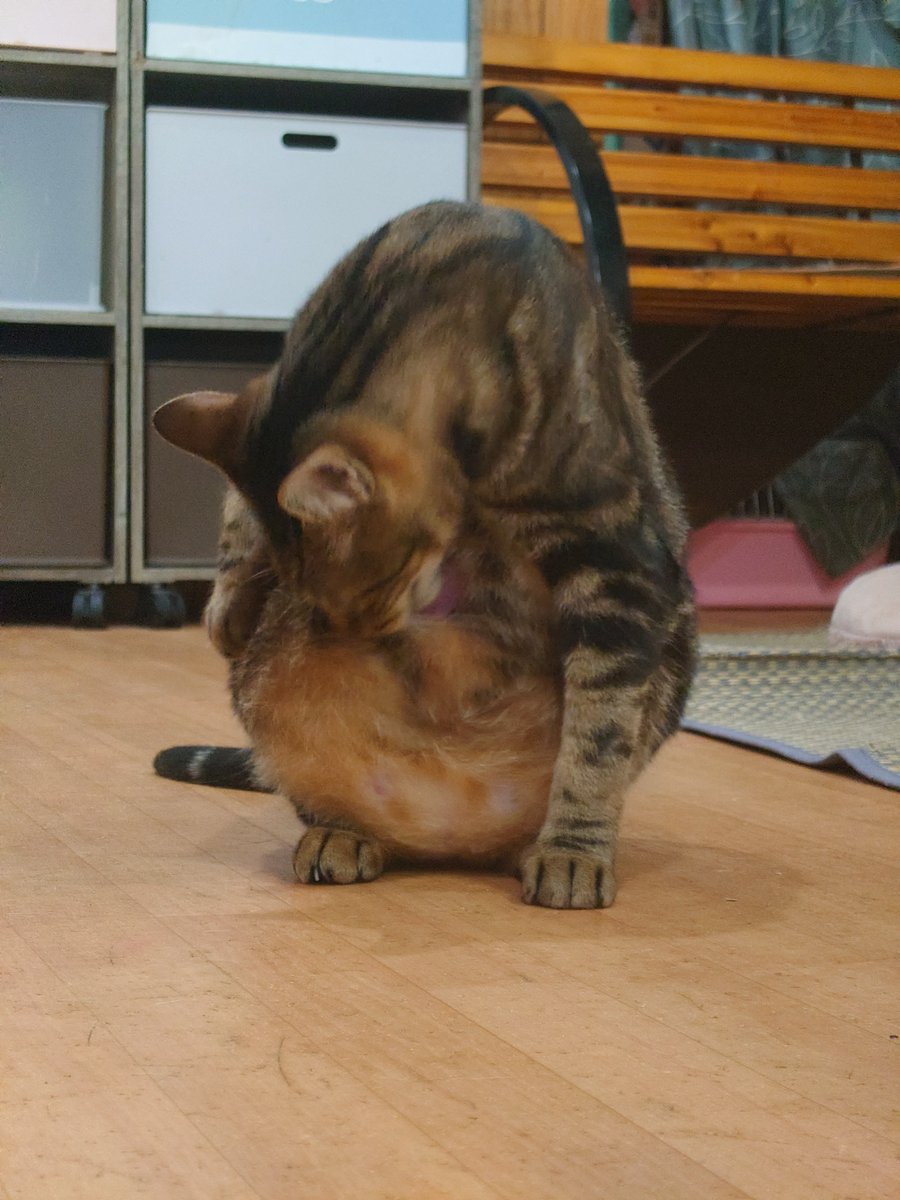 kunkun1970's tweet photo. 昨日のにゃんこ(=^・^=)＃猫カフェSHANA https://t.co/NBoZQGfR12
