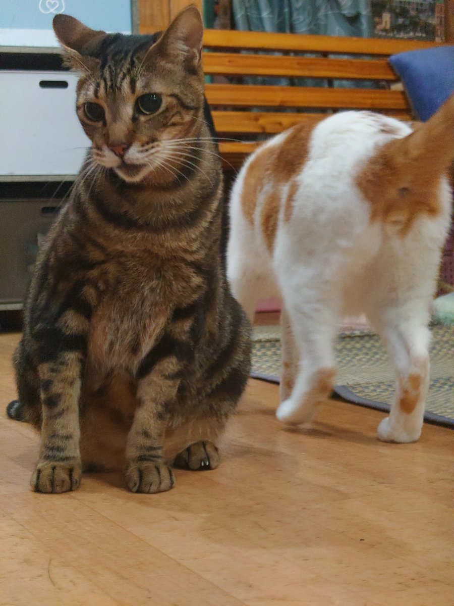 kunkun1970's tweet photo. 昨日のにゃんこ(=^・^=)＃猫カフェSHANA https://t.co/NBoZQGfR12