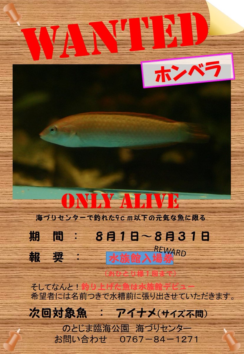 notoaqua_jp's tweet photo. ＼＼ウォンテッド🎣／／  
8月は「ホンベラ」🐟
釣れた場合は水族館で展示することもできますよ😊
挑戦者、お待ちしています！！
https://t.co/K0RX3Lbuxd 

#石川県 
#海づりセンター https://t.co/XmOmOS6jBC