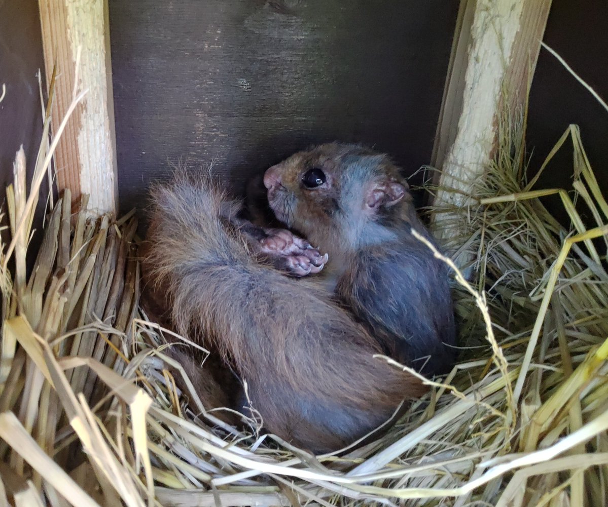 itozu_zoo's tweet photo. #ムササビ “コタロー”の朝イチの様子。
この日は、後ろ足がぴょこっと出ている寝相。
#itozuzoo
#japanesegiantflyingsquirrel
#flyingsquirrel https://t.co/o794RPBp1g