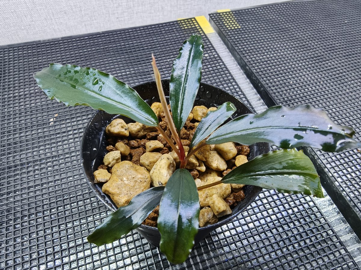 Bucephalandra sp.