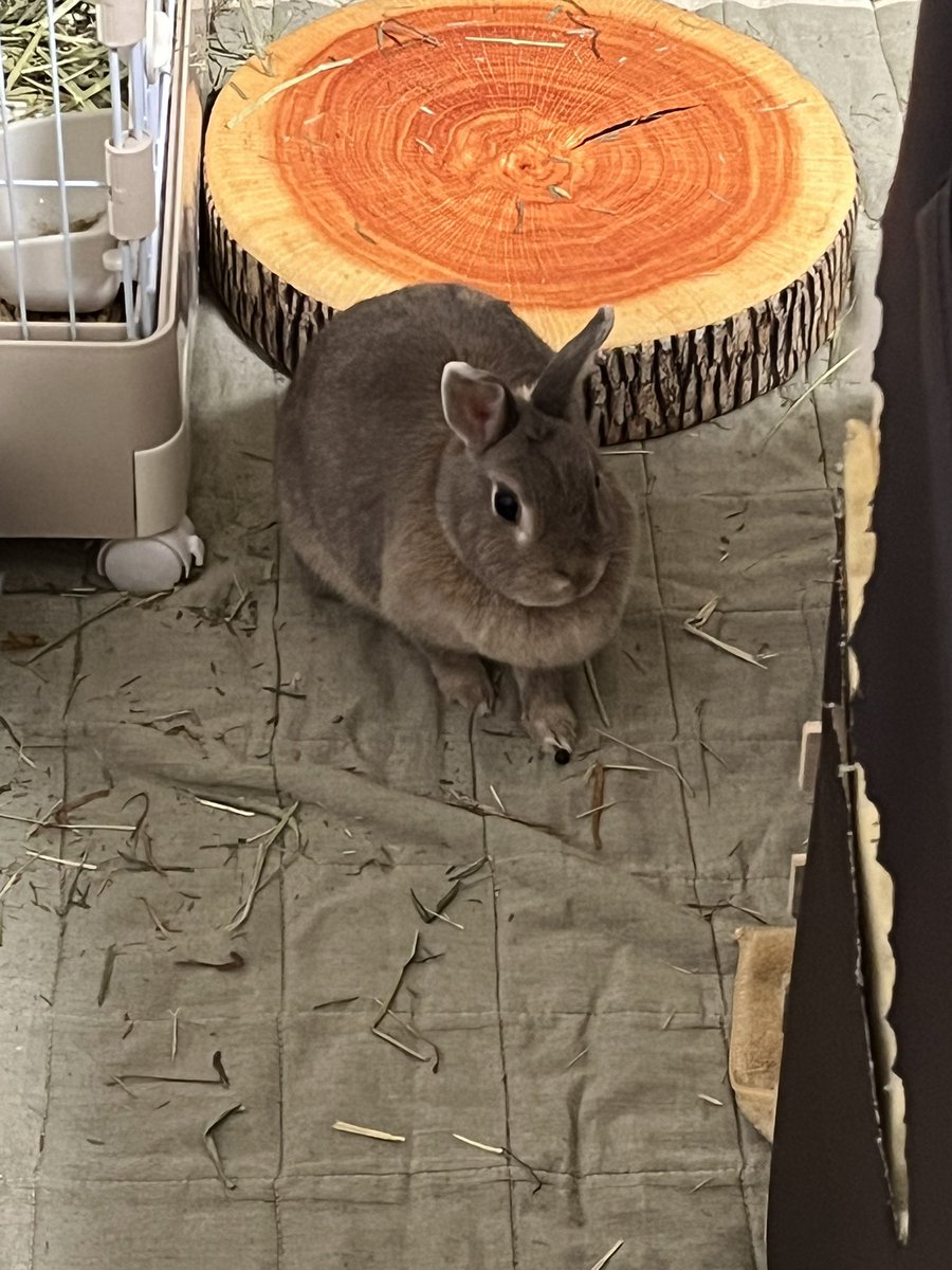 lapin1917's tweet photo. 紅ちゃん。りんごの皮とレタスは食べる。
このふたつを混ぜたジュースを、作ったら美味しすぎてぶっ飛ぶんじゃないか？

そう思って、ミキサーを買いました。

紅ちゃん。貴方にはより贅沢をしてもらいますよ。ふふふ。 https://t.co/YlvcL4sP8A