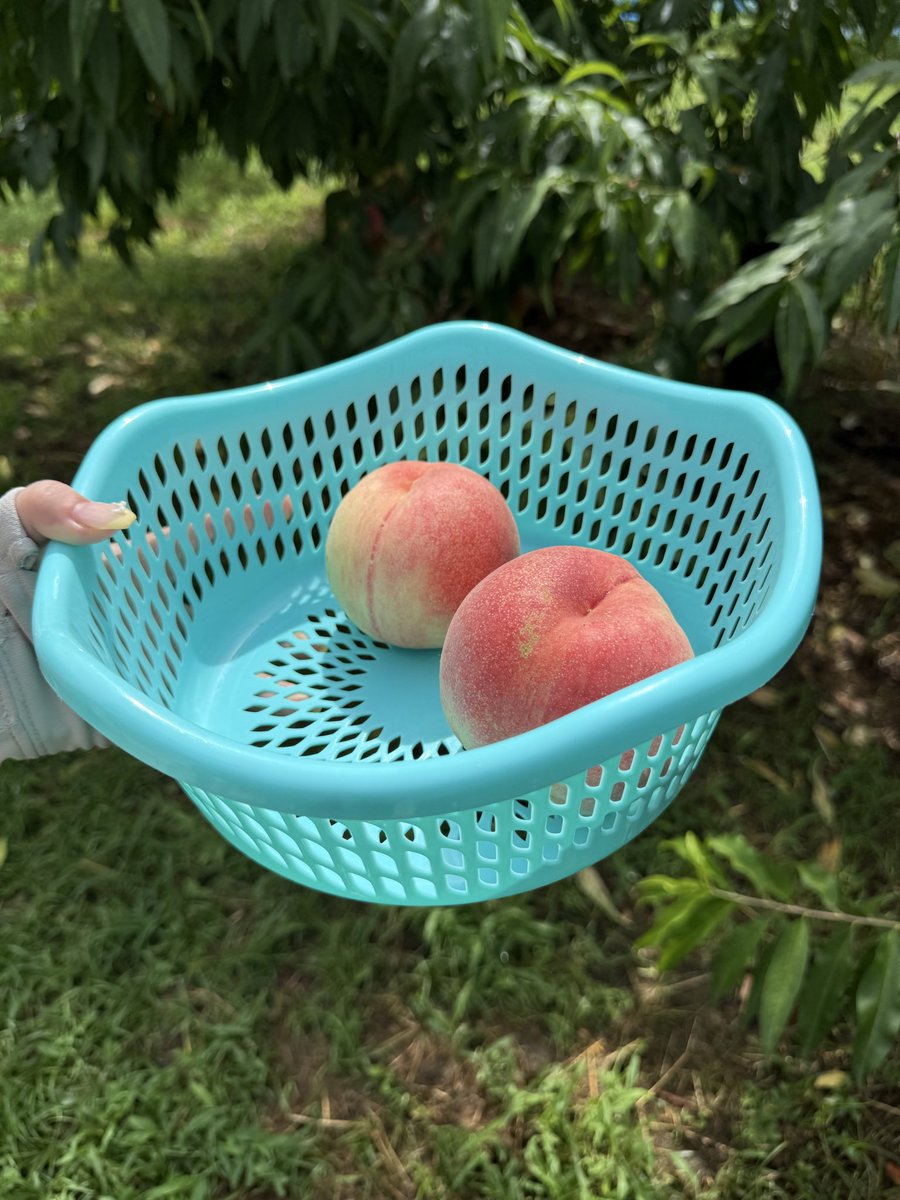 rekoko0116's tweet photo. 桃狩り🍑初めて来たけど、桃の美味しいの見分けるのってめちゃ難しい😓 https://t.co/b0ebW90pgQ