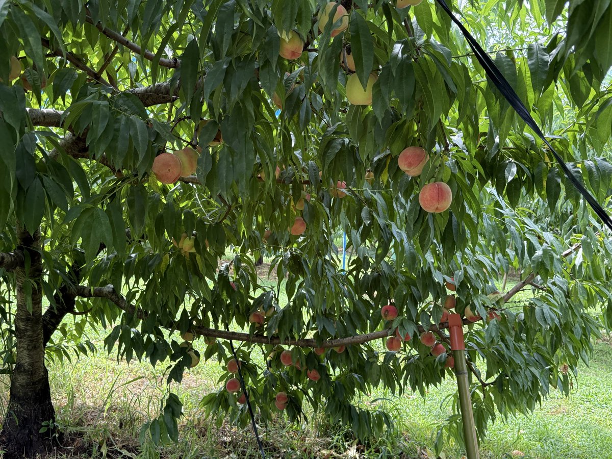 rekoko0116's tweet photo. 桃狩り🍑初めて来たけど、桃の美味しいの見分けるのってめちゃ難しい😓 https://t.co/b0ebW90pgQ