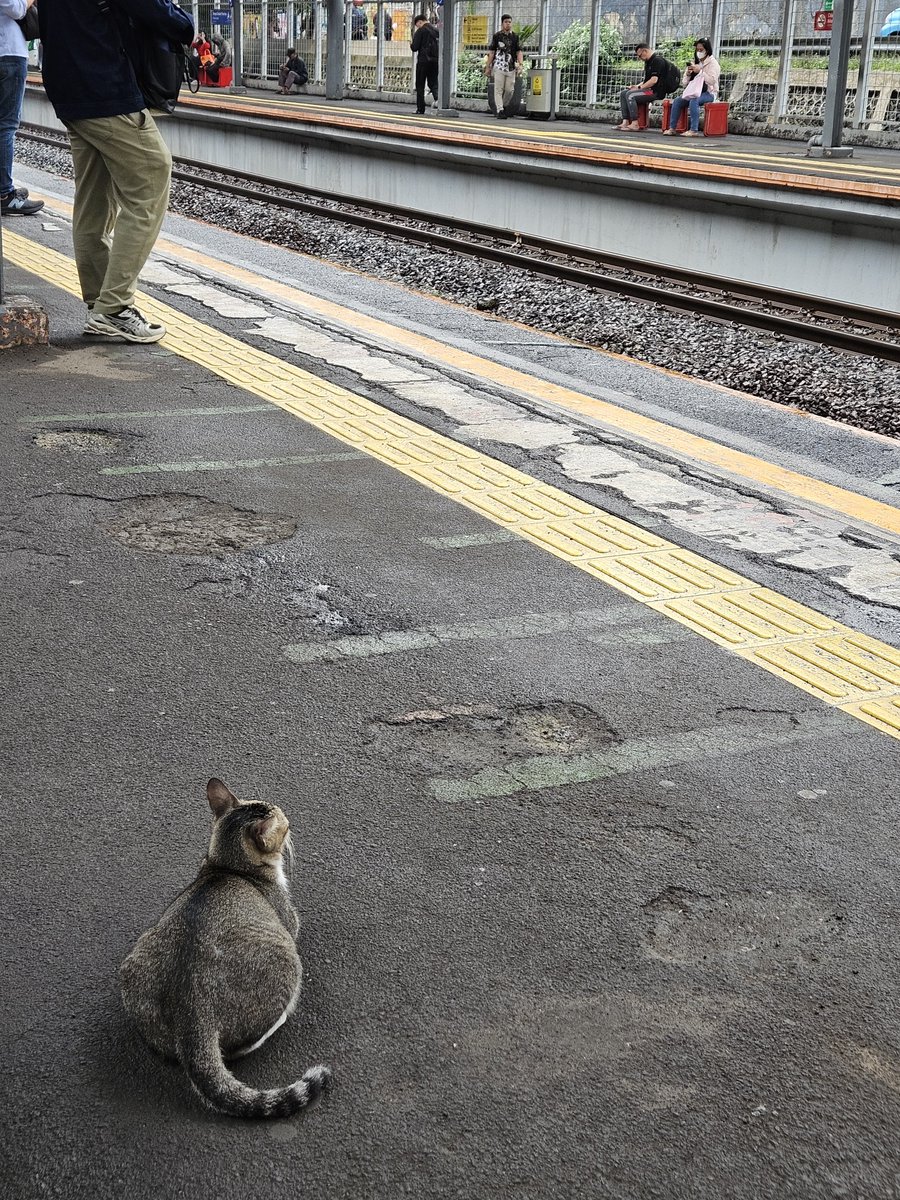 lemongraziee's tweet photo. Punya cerita meng di stasiun cawang, lihat si gembul ini duduk manis TIBA-TIBA DIA KETENDANG MBAK ANKERRR jujur syokkk....kasian dia langsung aku pukpuk biar ngga trauma wkwk 😭😂 https://t.co/vXPYbeY5ip