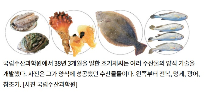 juhyeon6749's tweet photo. 광어회 만원짜리로 먹을 수 있는 거 이 아저씨 덕분

조기채 전 남동해수산연구소 소장임

1 원래 광어는 개비쌈 못사는 시절엔 남한에 광어가 왜 있냐 소리 나올 정도였음

2 1985년에 이 사람이 처음으로 광어 양식에 성공함

3 근데 과정이 진짜 미친 노가다였음 자연산 광어 잡아다 
키웠는데 야생 광어는 전갱이 그냥 주면 안 먹어서 앞에서 
1시간 동안 살살 흔들어야 겨우 먹었다고 함

4 새끼 광어 먹이는 건 더 지옥이었음 새끼한테는 동물성 
플랑크톤을 먹여야 되는데 그 플랑크톤은 식물성 플랑크톤을 먹여야 되고 그 식물성 플랑크톤은 부엽토를 압력솥에 
쪄서 뽑은 진액을 먹여야 됐음

5 좀 큰 광어한테는 재래식 된장을 물에 개서 알갱이 먹이고 계란 노른자까지 먹였다고 함 정신 나갈 것 같은 작업이었음

6 이 삽질 덕분에 90년대 중반부터 광어 양식이 쫙 퍼지고 광어가 국민 횟감으로 등극함

7 1987년 매일경제 기사 기준으로 광어 1kg에 2만에서 2만4천원이었음 근데 그때 대기업 대졸 초임이 월 30에서 35만원 수준이었음 지금 물가로 환산하면 1kg에 10만원 넘는 값임

8 지금은 국내 어류양식 생산량의 절반 이상이 광어고 우리나라 광어 양식 기술이 세계 최고 수준임

9 이 아저씨 광어만 한 게 아님 전복 멍게 참조기 양식도 다 성공시킴 별명이 수산술사임

10 근데 이걸 다 국립수산과학원 공무원 신분으로 함 대박은 나라가 먹고 우리는 만원에 회 처먹는 중임

오늘 저녁은 쫀득한 광어 한 접시 가야겠다 조기채 소장님 
감사합니다

이름부터 믿음직하네 ㄹㅇ