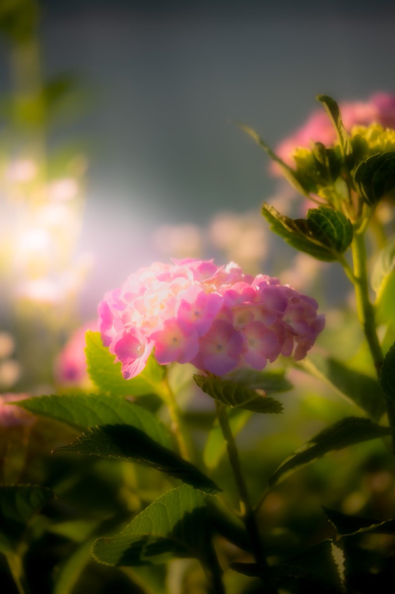 ookami_14459's tweet photo. 紫陽花の季節が終わり、夏が来る

##Photo #photography #写真好きな人と繋がりたい https://t.co/Fp7zLq4Kry