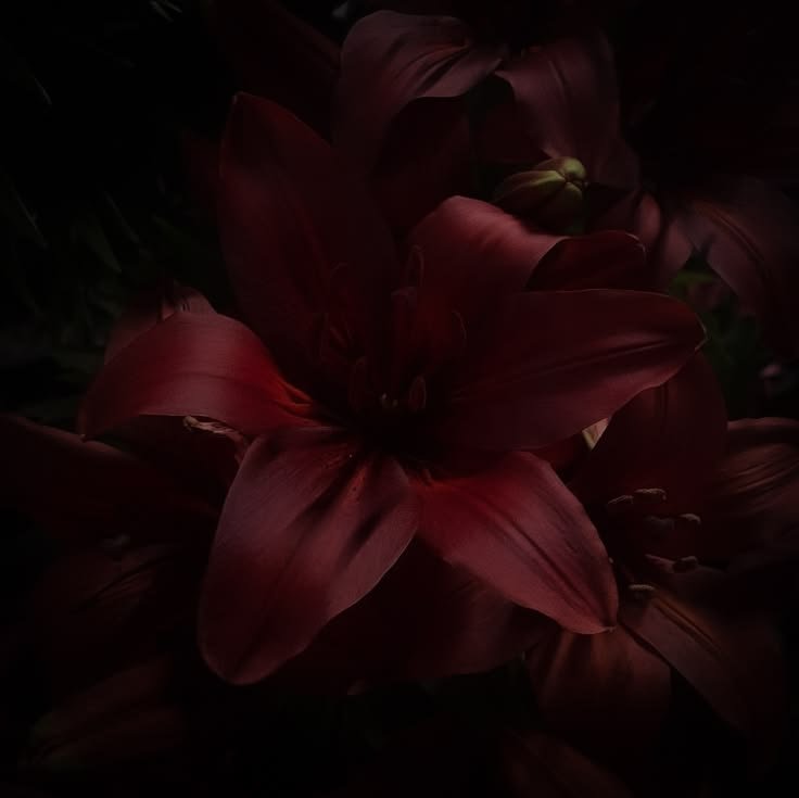 dyinghec's tweet photo. Cita si ves. ♡

How pinterest sees me !! :)   

  ꪆ୧   lyrics.  
  ꪆ୧   character.  
  ꪆ୧   artist/singer. 
  ꪆ୧   flower. https://t.co/6as5TSudEB