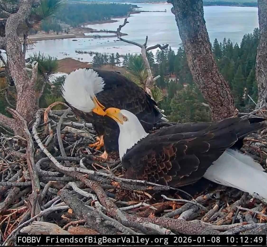 AnnieLoren23267's tweet photo. Good night Eagle Family❤️here is some photos I have of Jackie and Shadow  to share 😍praying  great news for our Jackie girly tomorrow I will give you updates when I get them ⭐️⭐️💖🌸🦅🙏#jackieandshadow #sandyandluna #bigbear https://t.co/kPp9zpoGMf