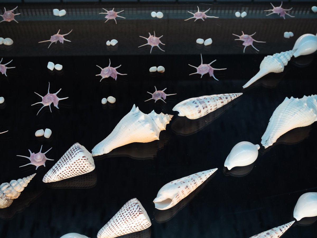Post by モモ on X: 🐚✨