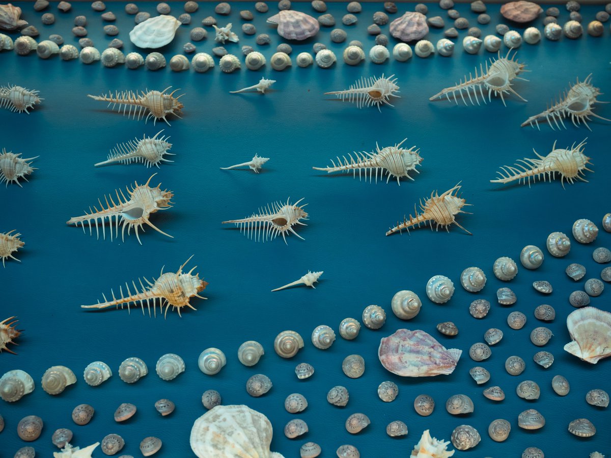 Post by モモ on X: 🐚✨