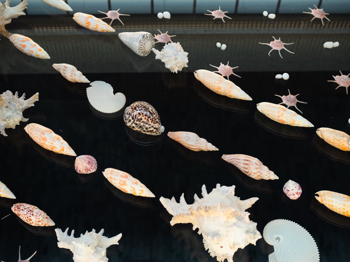【❁⃘*.゜MOMO ❁⃘*.゜】さま専用ページ Post by モモ on X: 🐚✨