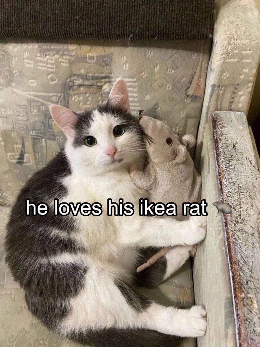Cats Out Of Context tweet media