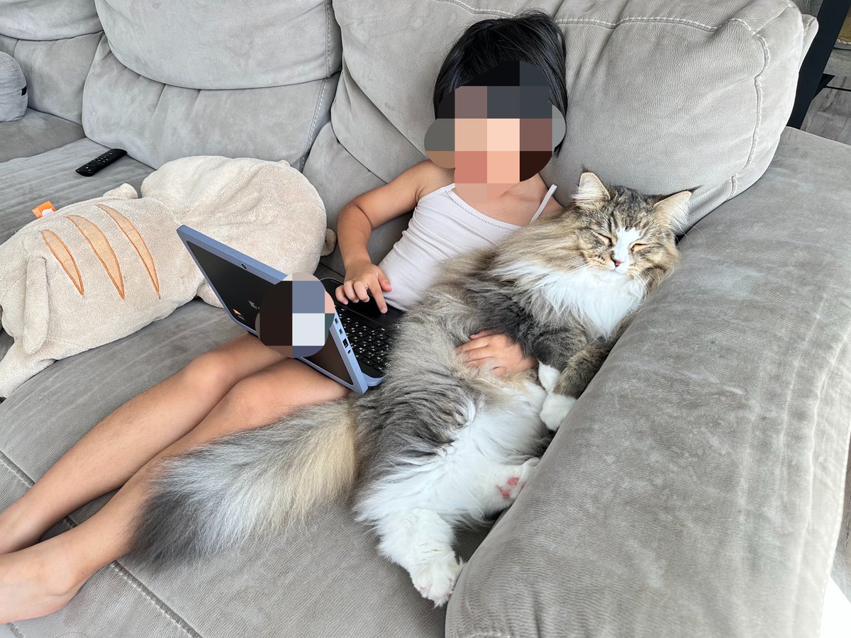 しらす🐟どんぐり🐿️はんぺん🍢 tweet media