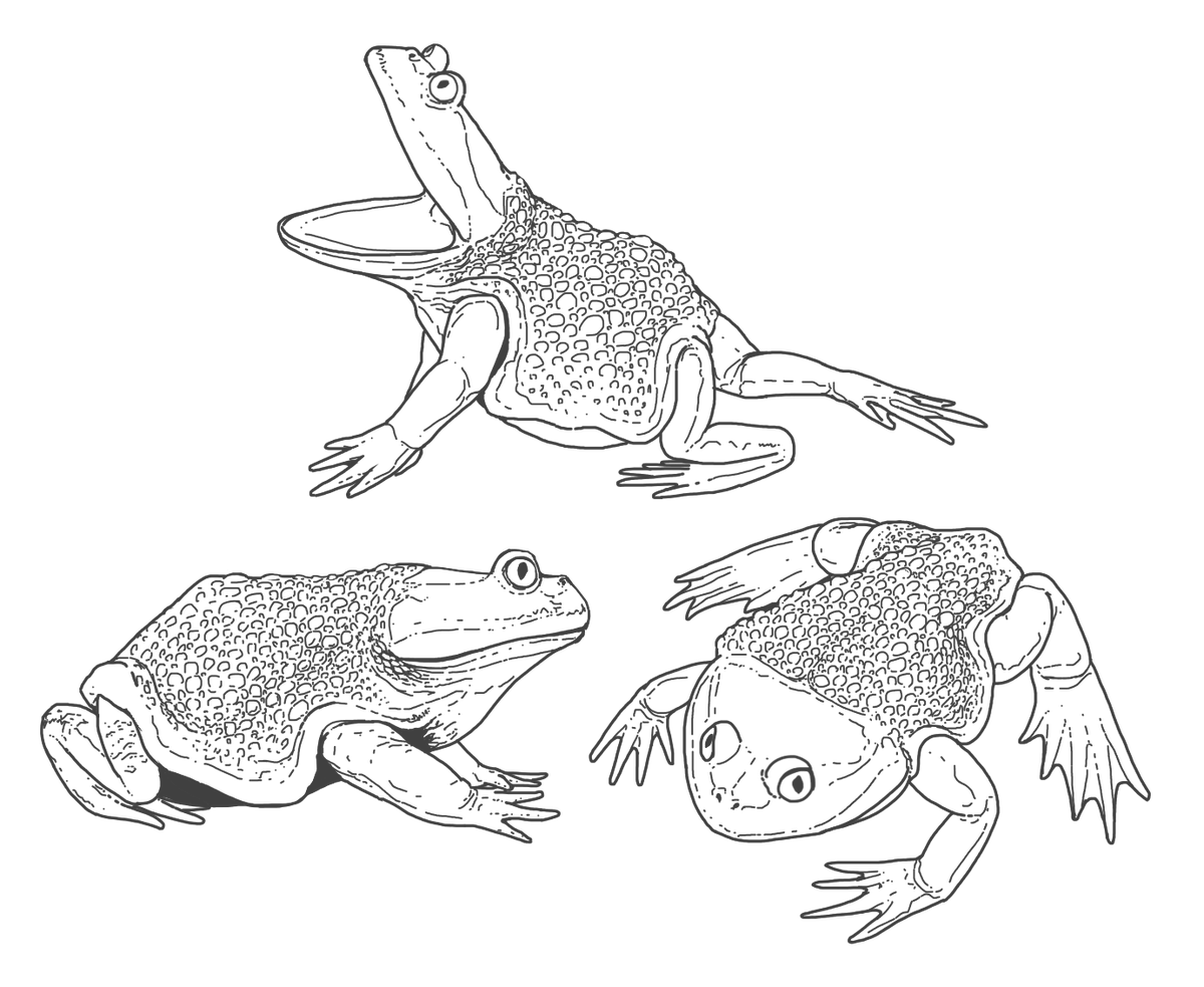 TPixel55's tweet photo. I'm back! Not with paleoart this time but with a modern frog: Calyptocehalella gayi! An endemic living fossil of Chile. It's the first time I draw a frog, so this was mostly for practice. https://t.co/gqampGpGzu